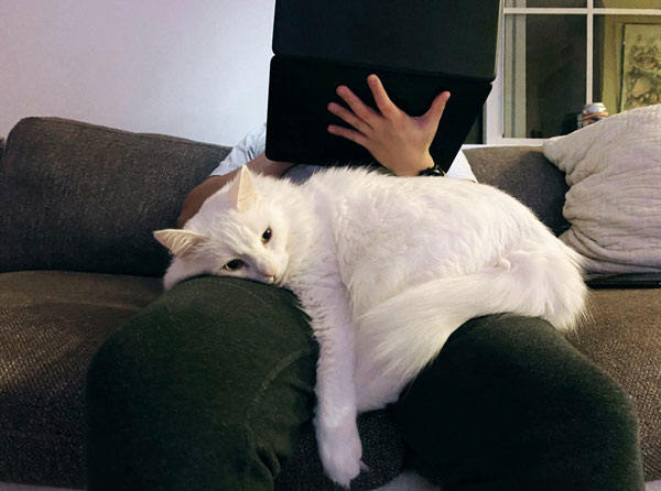 white cat in lap