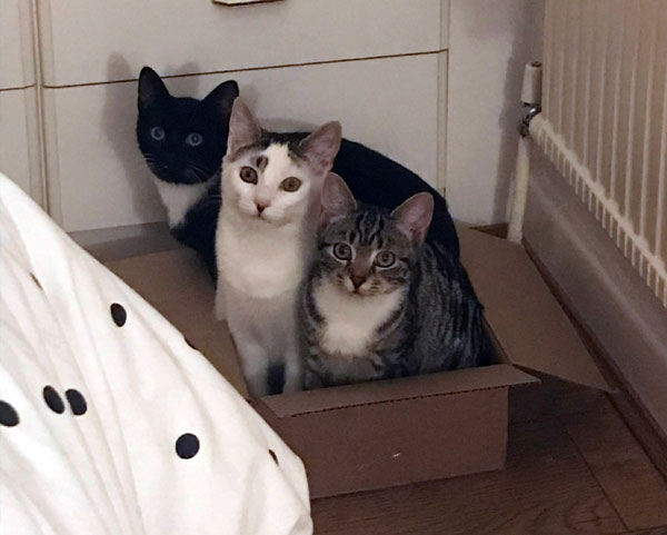three cats in a box