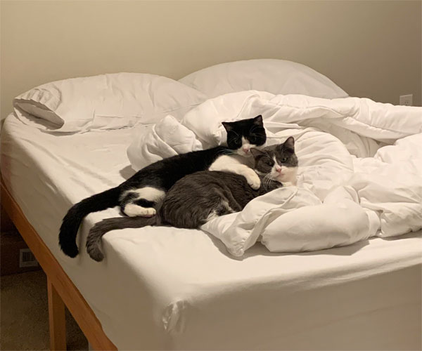 two cats cuddling in bed
