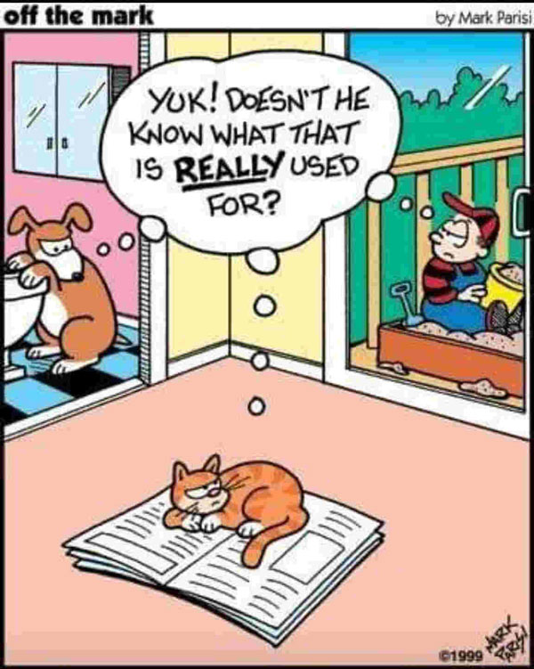 newspaper cat comic