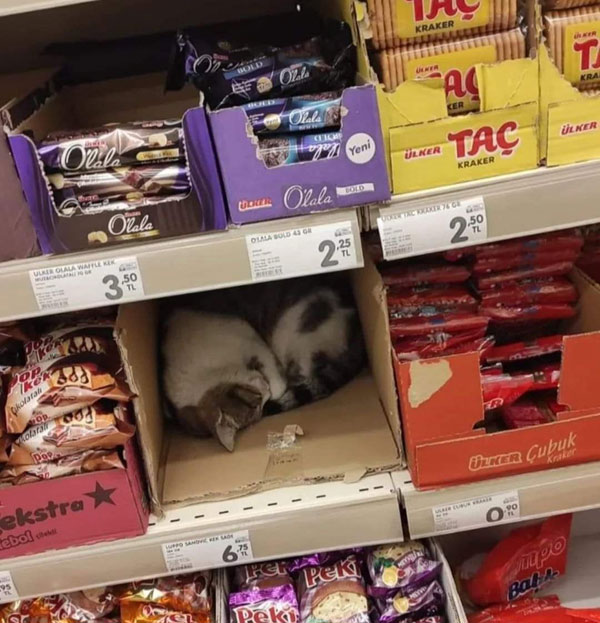 cat sleeping on candy rack