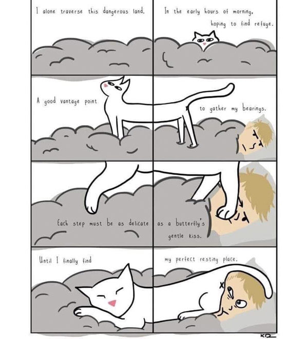 cat journey comic