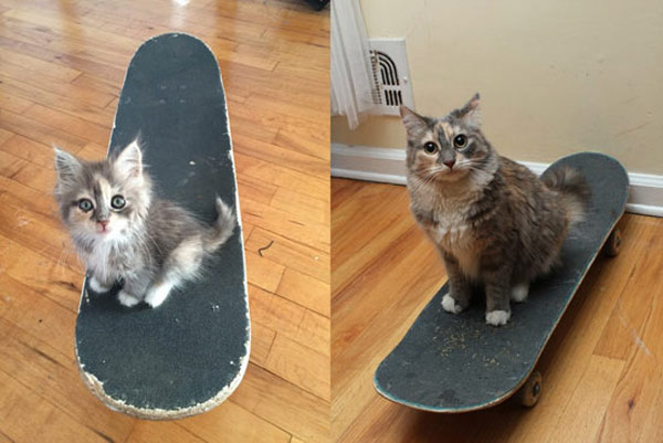 kitten on skateboard