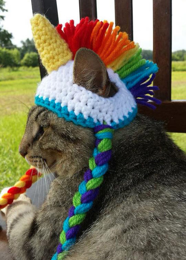 funny hat cat