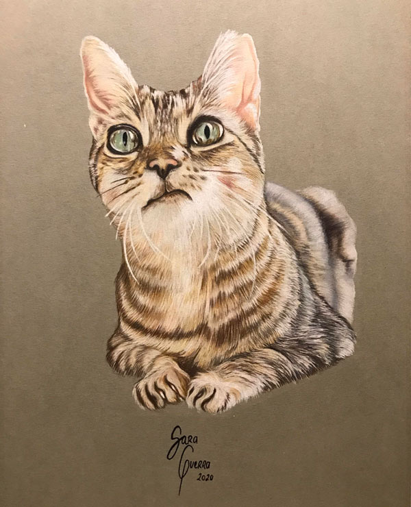 skeptical cat portrait