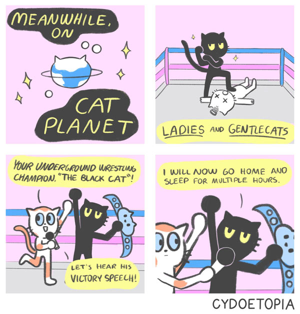 boxing cat comic