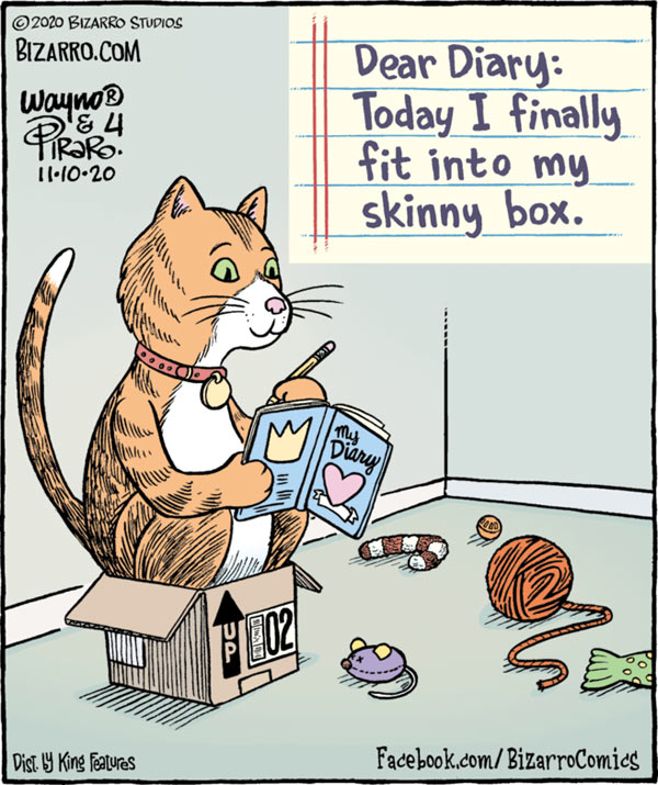 cat in small box comic