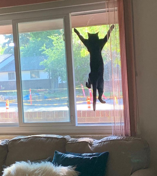 cat hanging on window screen
