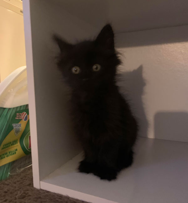 black fuzzy kitten sitting in box