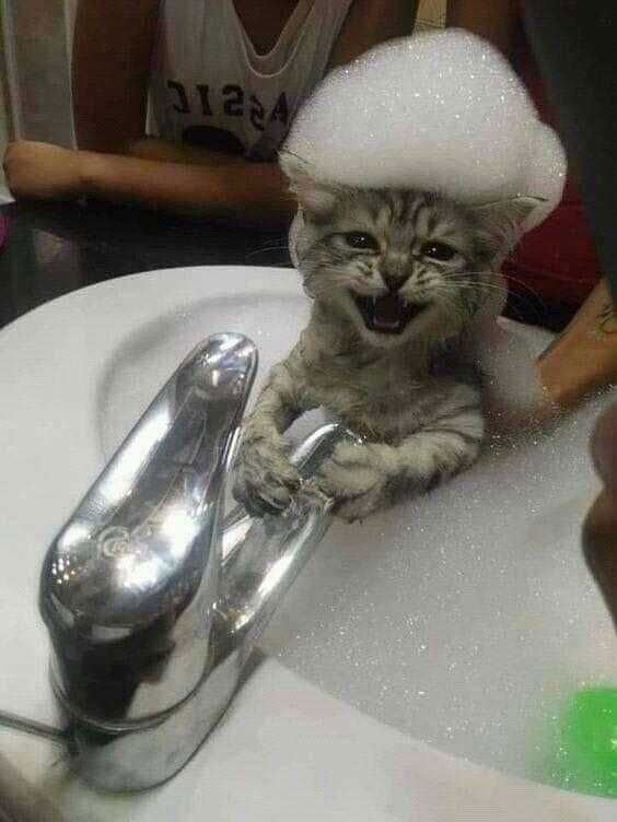 bubble bath kitten