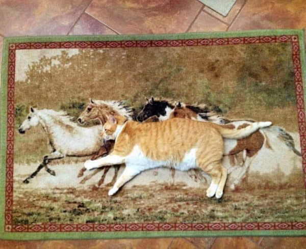 cat on carpet with horses