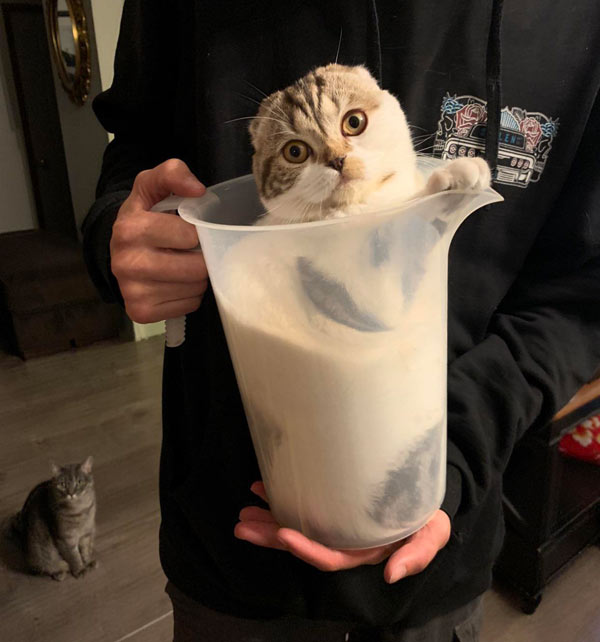 cat in gallon container