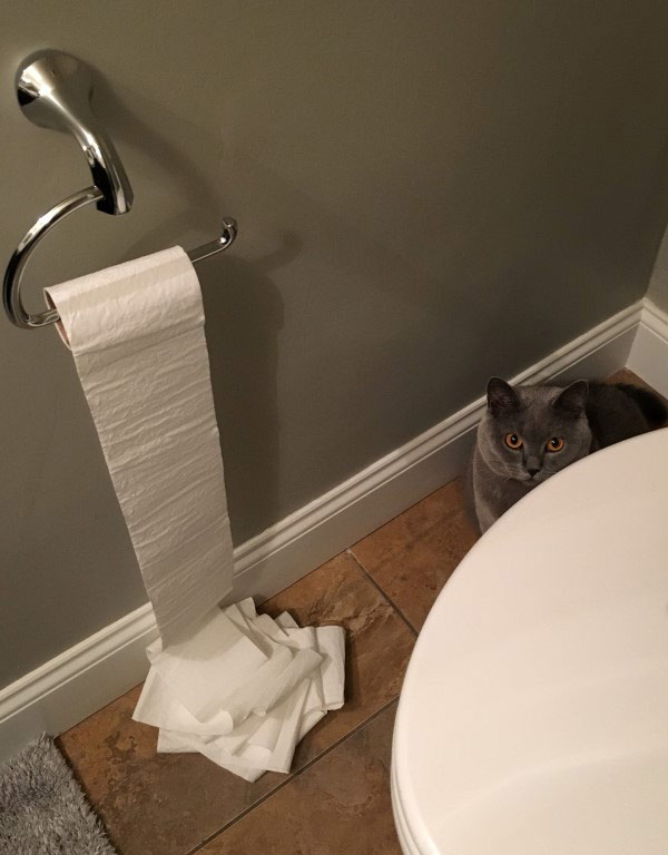 cat and toilet paper