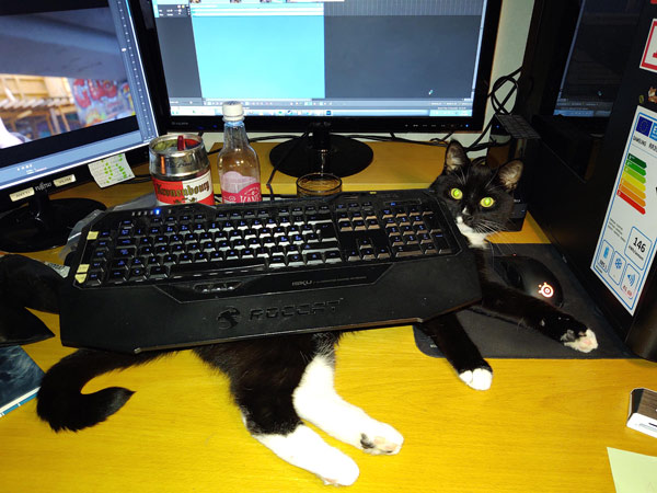 cat under keyboard