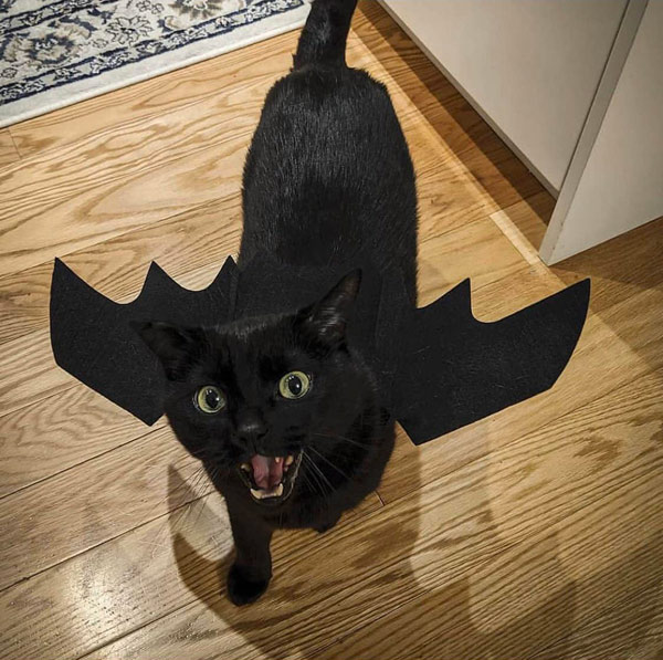 black cat with bat wings