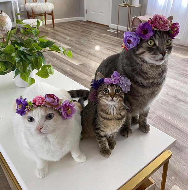 cat with flowers on their head