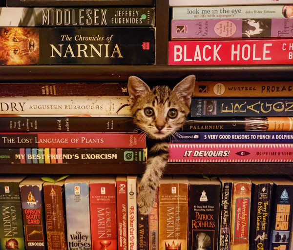 kitten in bookshelf with books