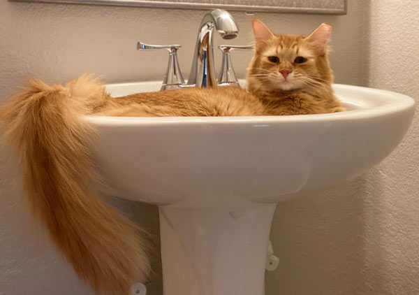 orange cat in sink