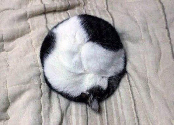 cat rolled into perfect circle sleeping