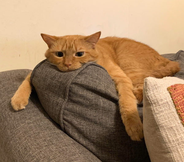 tired yellow cat on couch