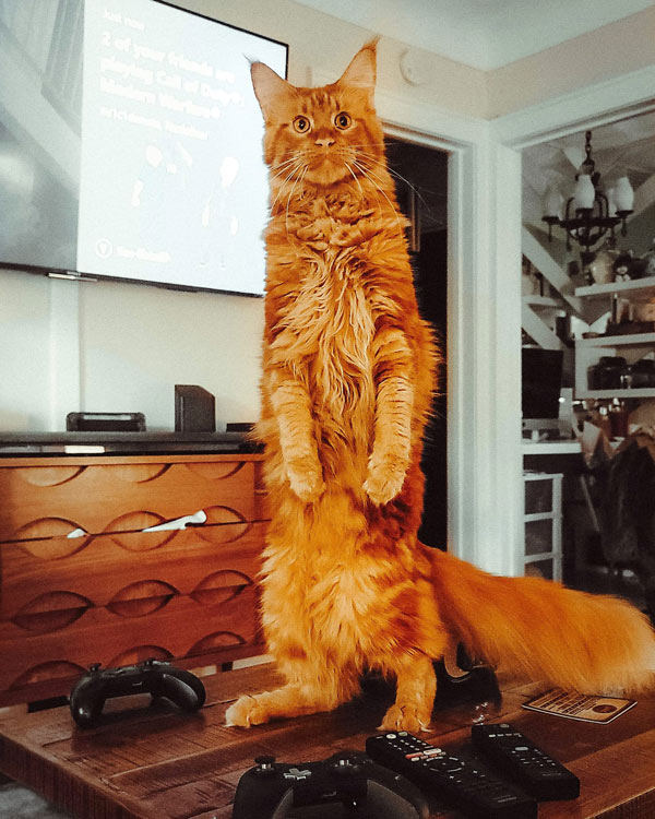 long orange cat standing up