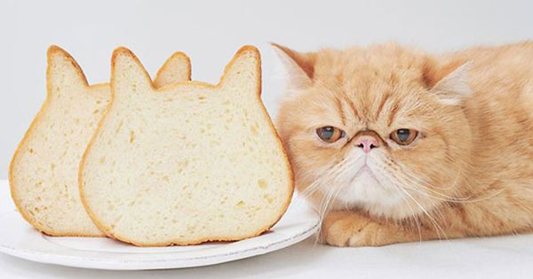 cat-shaped bread