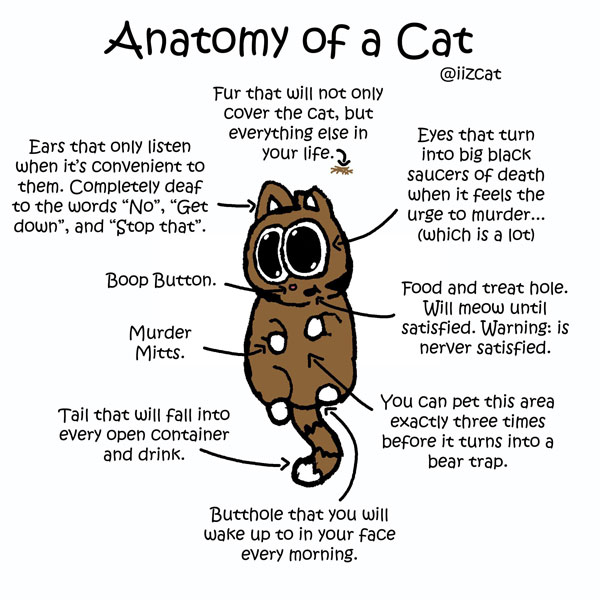 cat anatomy comic