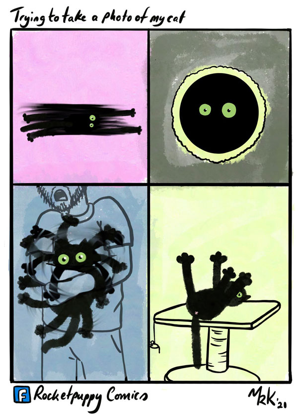 photographing the cat comic