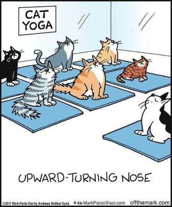 yoga cat comic