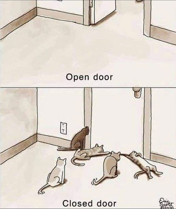 cats and doors