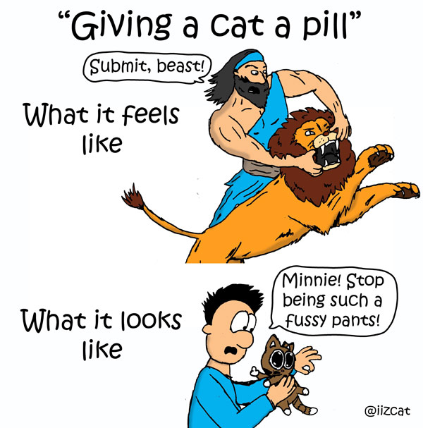 giving a cat a pill comic