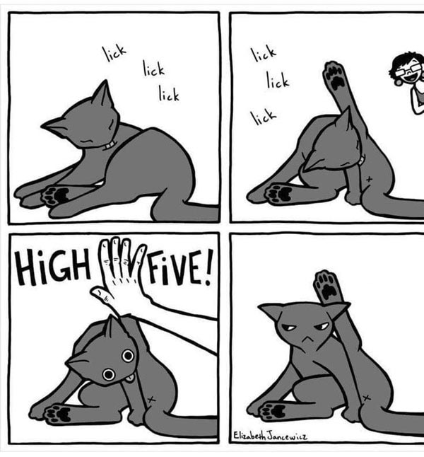 high-fiving the cat