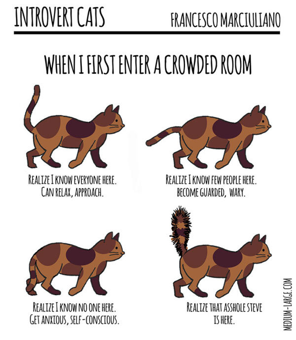 introvert cats comic