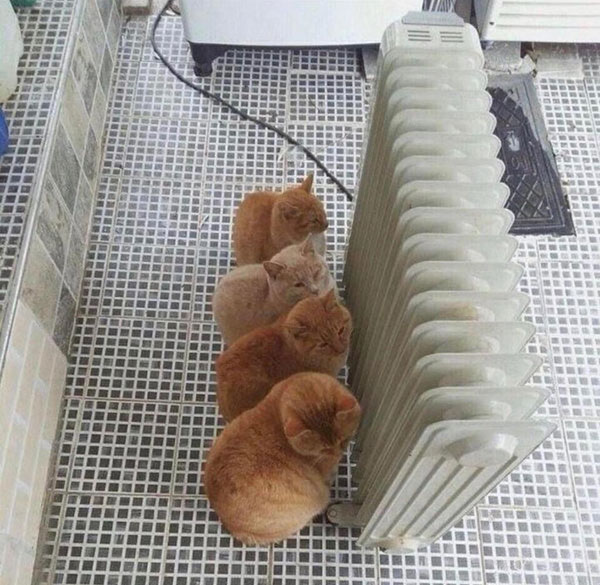four cat by radiator