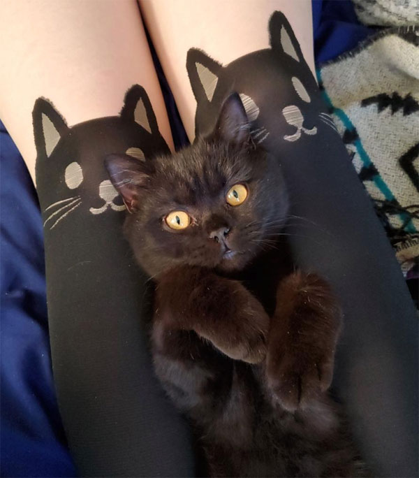 kitten and black cat socks