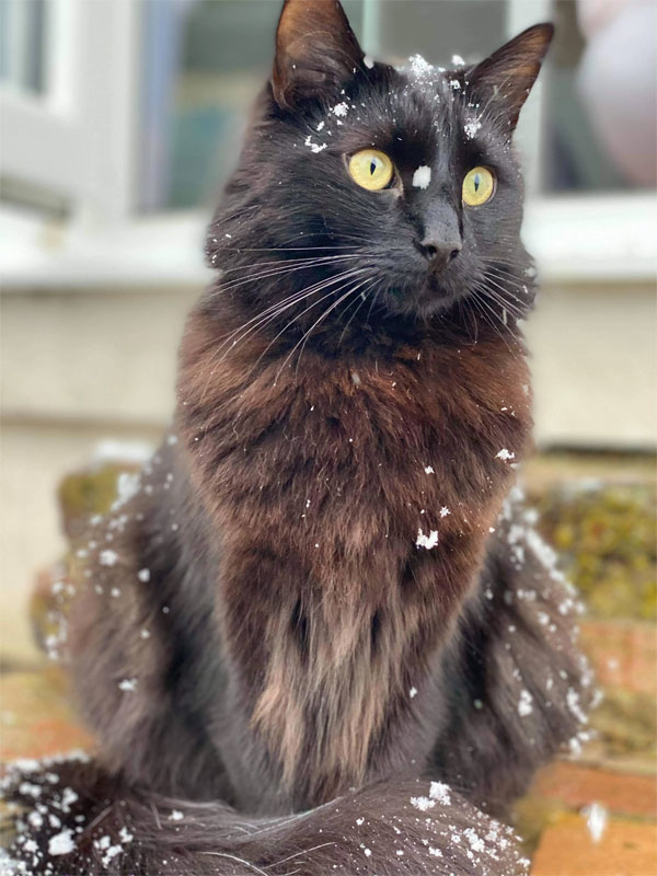 black cats first snow