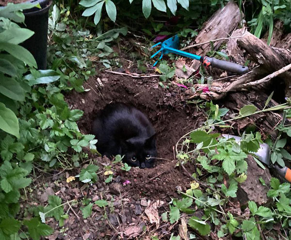 black cat in hole