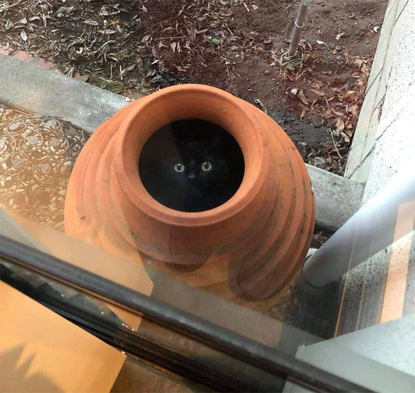 black cat in ceramic pot