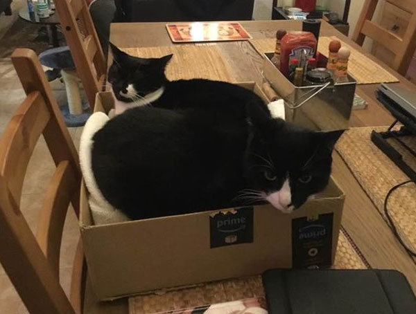 cats in box