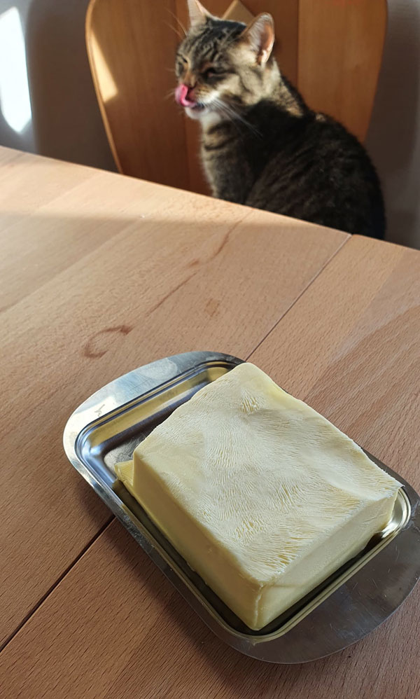 cat licking the butter