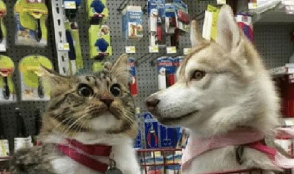 confused cat and dog