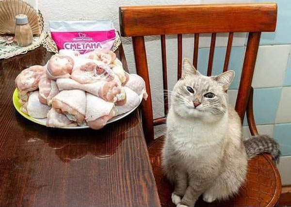 cat and raw chicken