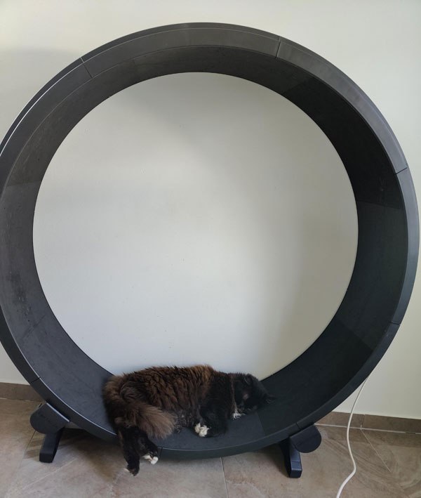 cat sleeping in exercise ring