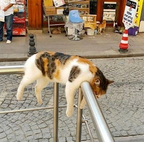 cat asleep on railing