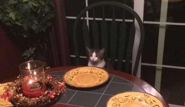 cat at the dinner table
