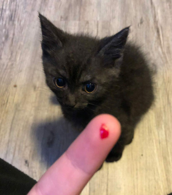 cat scratches finger blood