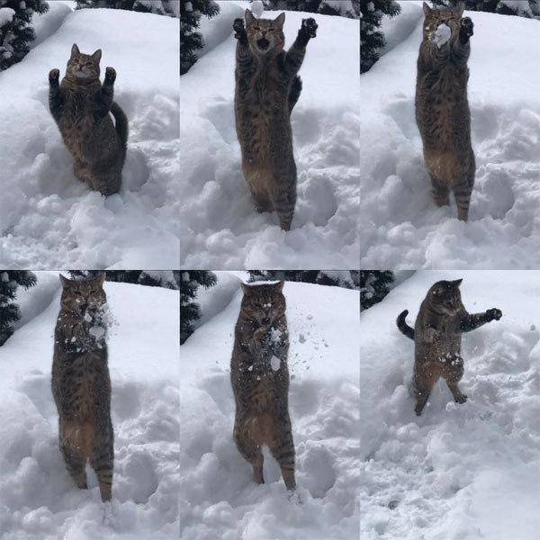 cat catches snowball