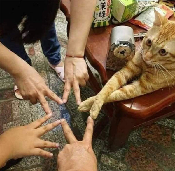 cat hand jive