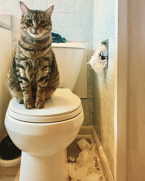 cat destroy toilet paper