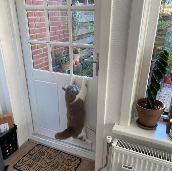 cat clinging to door
